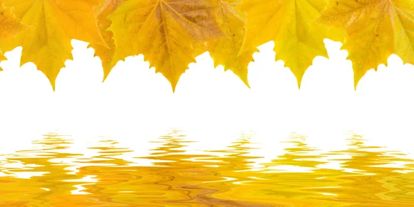 Piękne złote liście jesienią — Zdjęcie stockowe