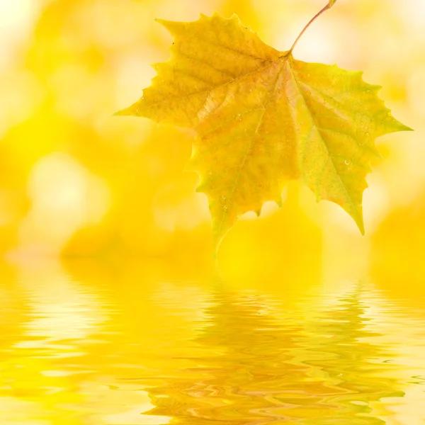 Lindas folhas douradas no outono — Fotografia de Stock