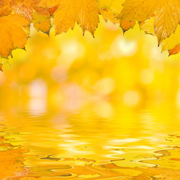 Όμορφα τα χρυσά φύλλα το φθινόπωρο — Φωτογραφία Αρχείου