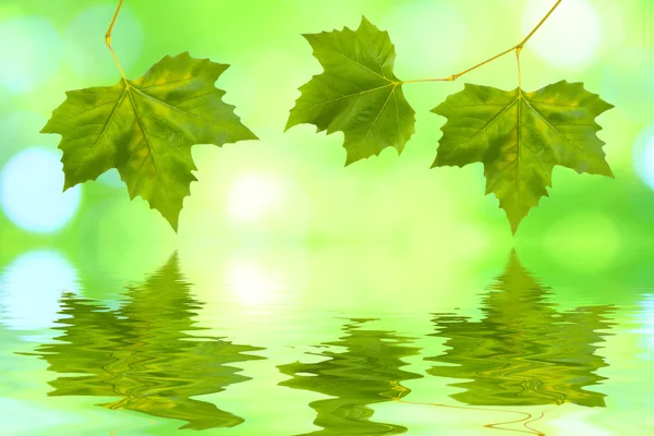Beautiful green leaves — Stock Photo, Image