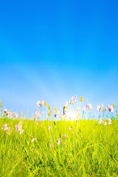 Idyllischer Rasen mit Sonnenlicht — Stockfoto