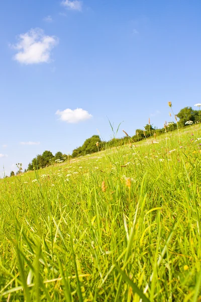 Yaz mevsiminde konforlu çayırlar — Stok fotoğraf