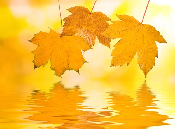Hermosas hojas doradas —  Fotos de Stock