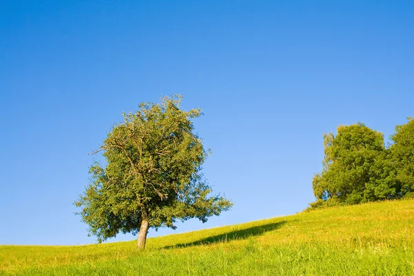 Idylliczna łąka z drzewem — Zdjęcie stockowe
