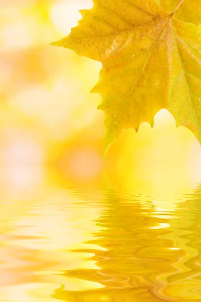 Belas folhas douradas — Fotografia de Stock