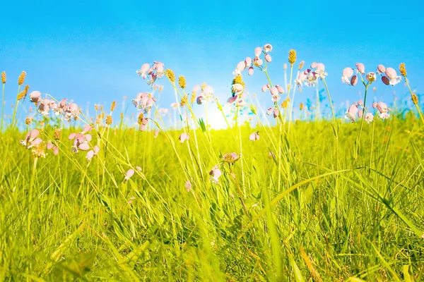 햇빛이 있는 목가적 인 잔디밭 — 스톡 사진
