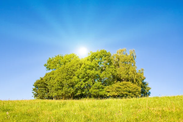Idylliczna łąka z drzewem — Zdjęcie stockowe