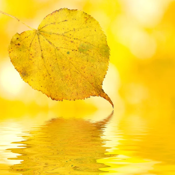 Piękne złote liście jesienią Obrazek Stockowy