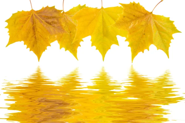 Belles feuilles dorées en automne Photo De Stock