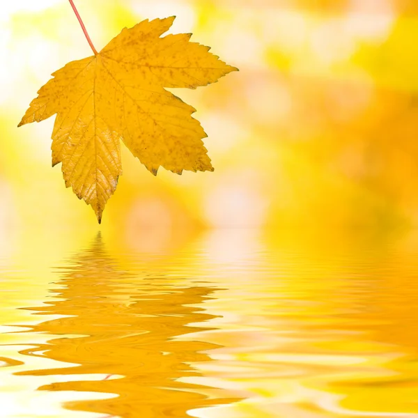Piękne liście jesienią — Zdjęcie stockowe