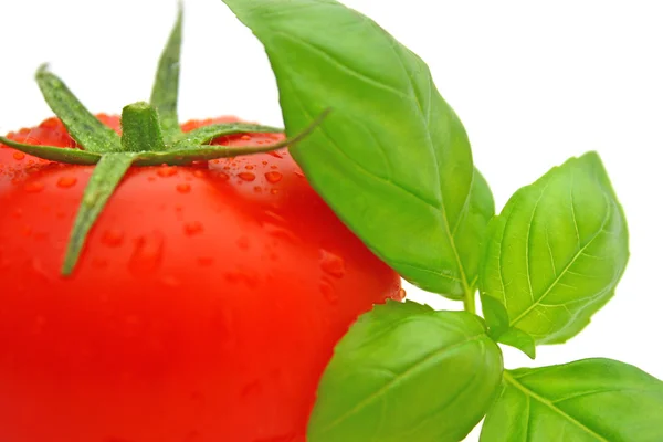 Basilic tomate — Photo