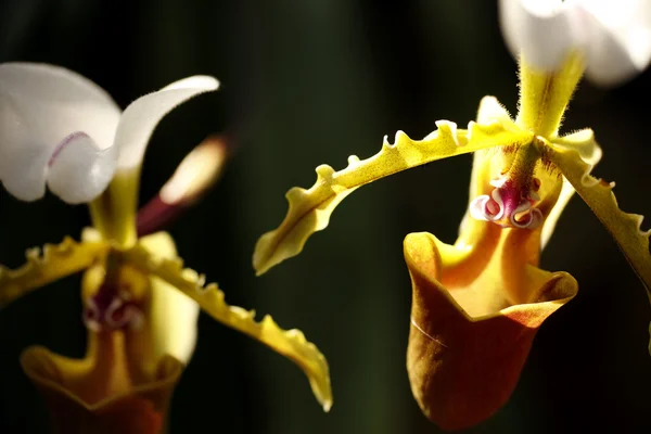 Duas orquídeas exóticas — Fotografia de Stock