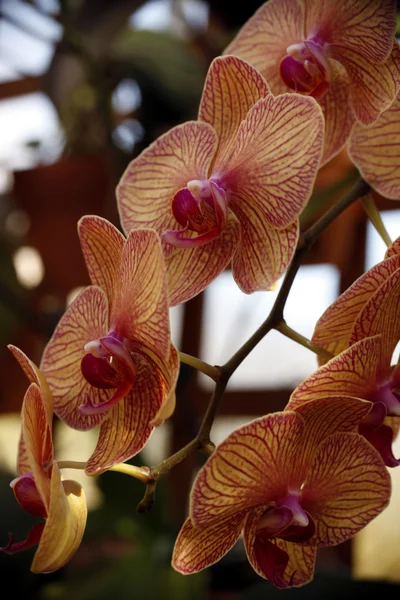 Fuschia and orange orchids — Stock Photo, Image