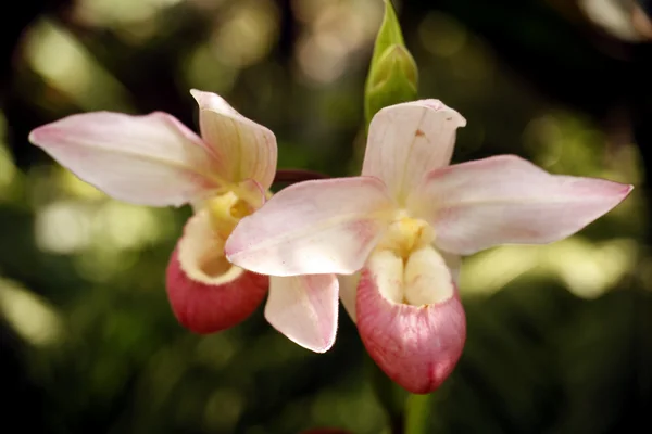 Розовые и белые орхидеи в саду . — стоковое фото