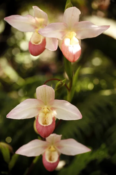 Roze en witte orchideeën in een tuin. — Stockfoto