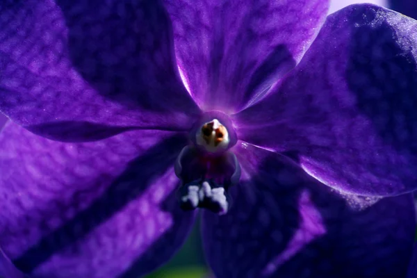 Levendige paars orchid — Stockfoto