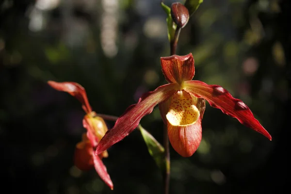 Deux orchidées rouges sur une tige — Photo