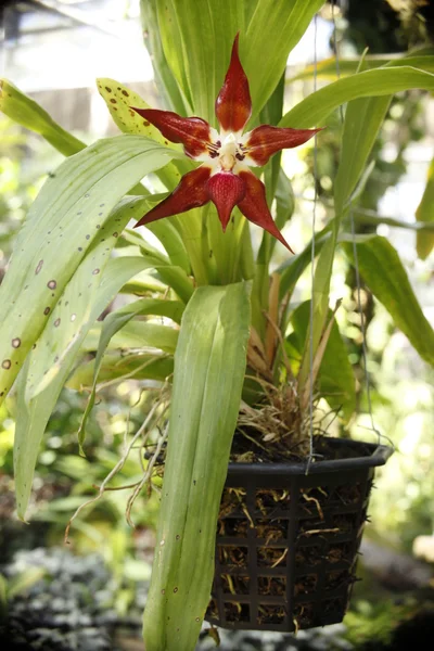 Wibrujący czerwona orchidea — Zdjęcie stockowe