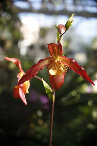 Två röda orkidéer på en stam — Stockfoto