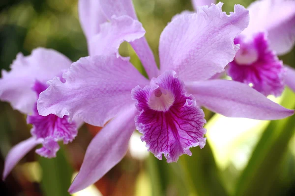 Roze orchideeën — Stockfoto