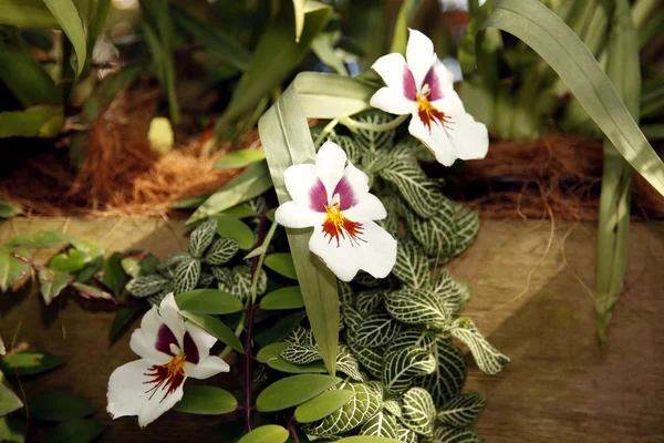 Drie witte orchideeën — Stockfoto