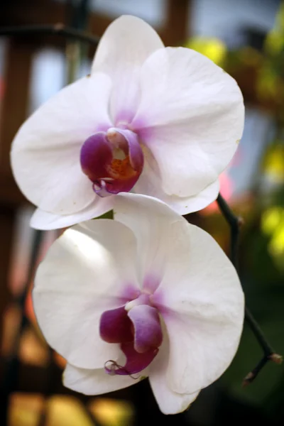 Twee witte orchideeën — Stockfoto