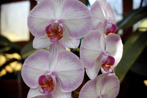 White orchids — Stock Photo, Image