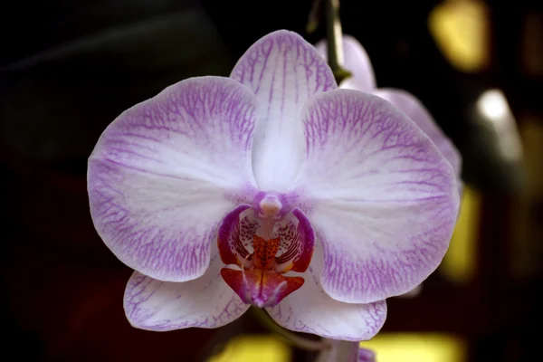 Orquídea branca vibrante Fotografias De Stock Royalty-Free