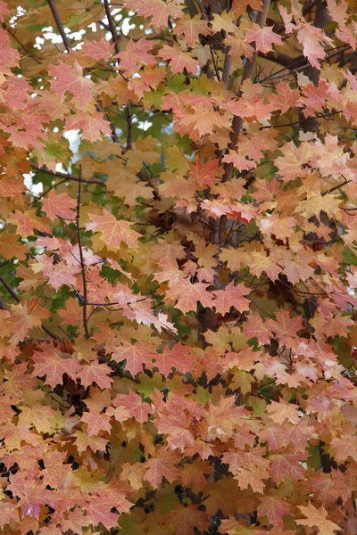 Fall leaves on a tree — Stock Photo, Image