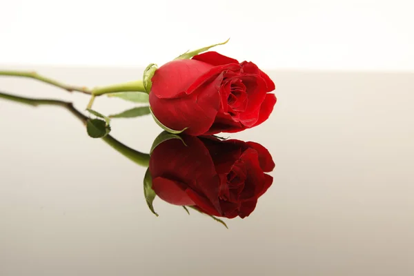 Una rosa rossa che depone orizzontalmente con un re — Foto Stock