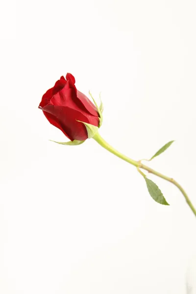 Rosa vermelha sobre um fundo branco Imagens Royalty-Free