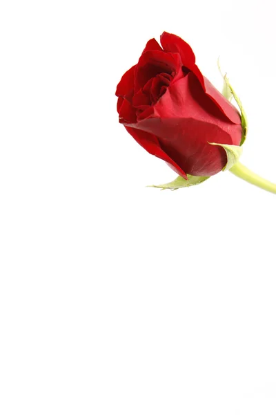 Eine rote Rose mit weißem Hintergrund — Stockfoto