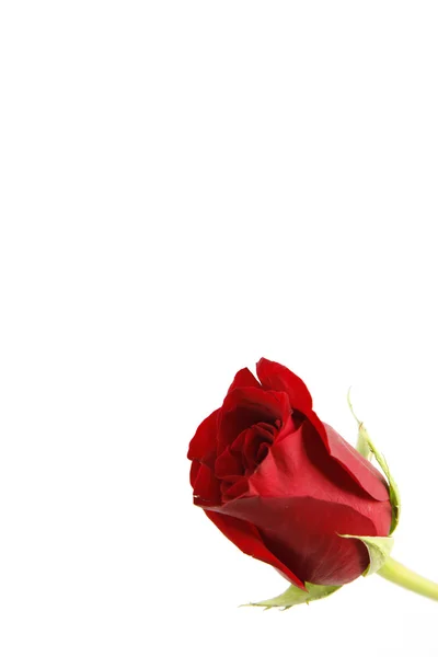 Ένα κόκκινο τριαντάφυλλο με λευκό φόντο — Φωτογραφία Αρχείου