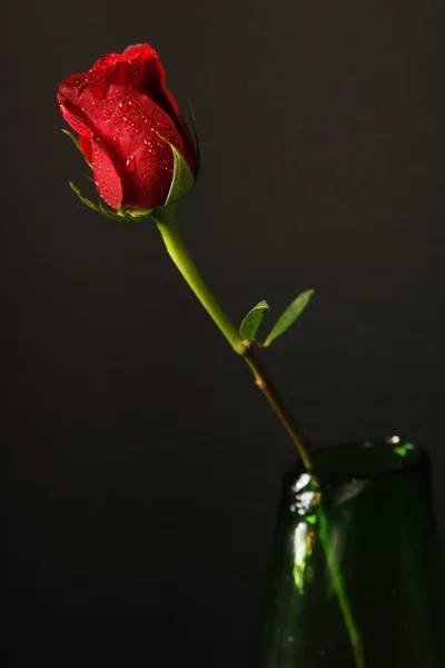 Una rosa roja en un jarrón verde — Foto de Stock