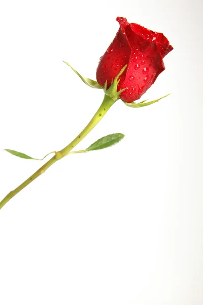 Ένα κόκκινο τριαντάφυλλο με λευκό φόντο — Φωτογραφία Αρχείου