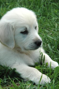 Golden Retriever Yavrusu