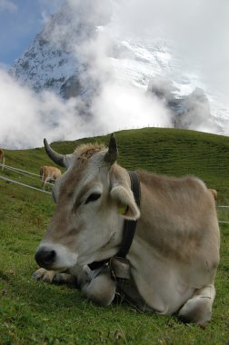 Alpine cow clipart
