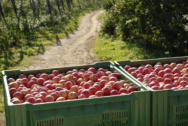 Harvesting apples — Stock Photo, Image