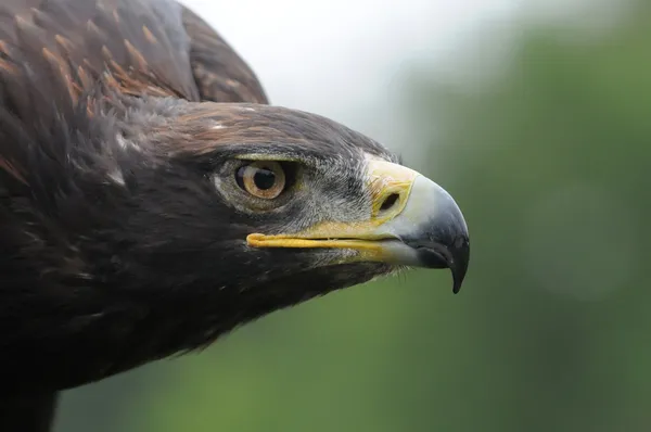 Eagle beak — Stock Photo, Image
