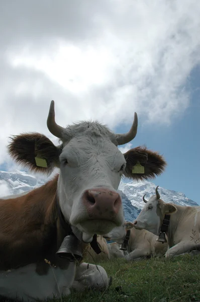 Vaca suiza — Foto de Stock