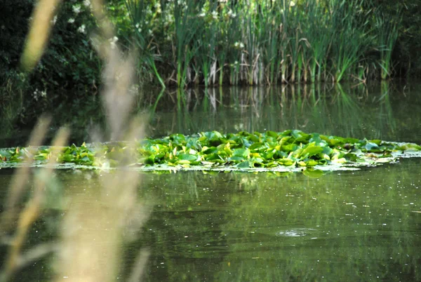숨겨진된 연못 — 스톡 사진
