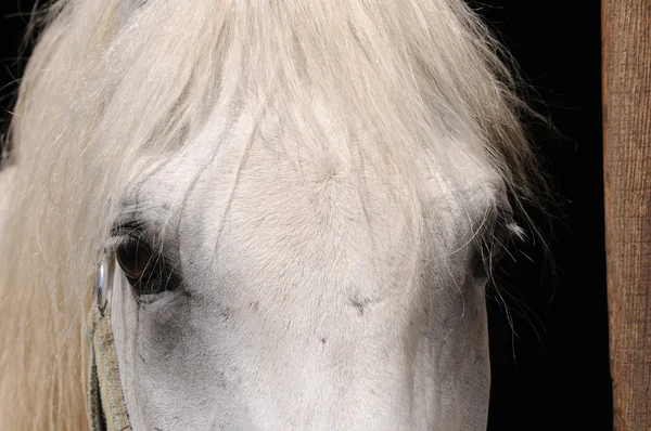 Ojos de caballo — Foto de Stock