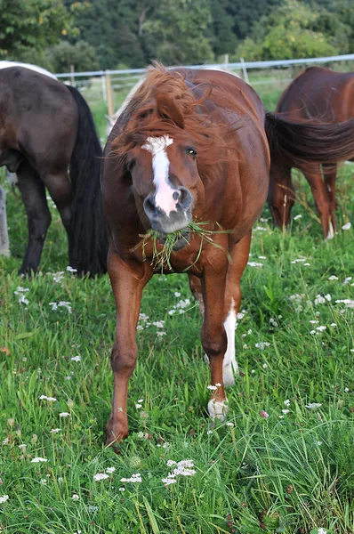 Pferd essen — Stockfoto