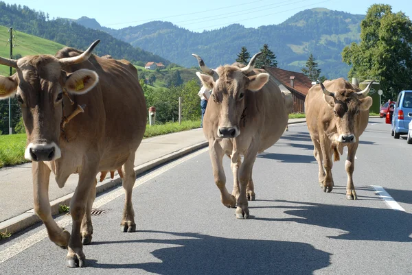 Groupe de vaches — Photo