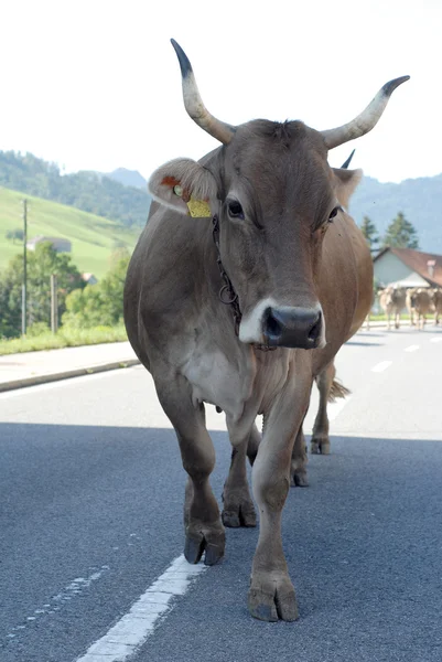 Vaca poderosa —  Fotos de Stock