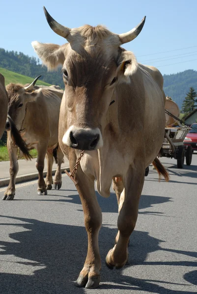 Vaca. — Foto de Stock