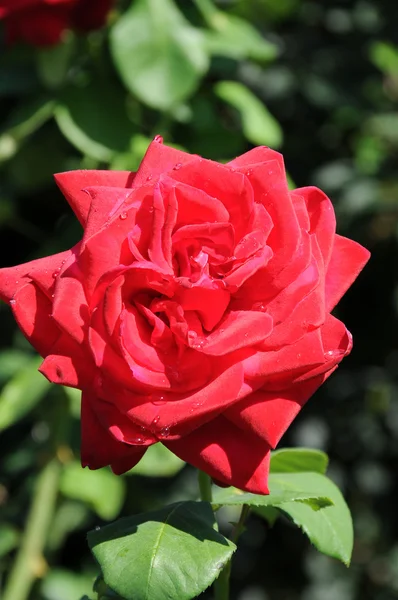 Ανθισμένο τριαντάφυλλο — Φωτογραφία Αρχείου