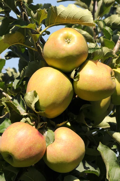 Mature apples — Stock Photo, Image