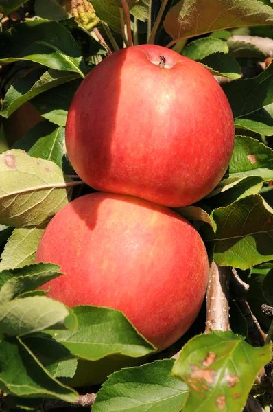 Rad apples — Stock Photo, Image
