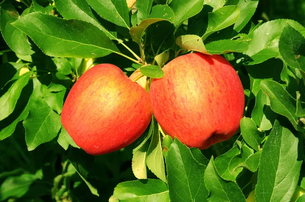 Apples in harvest — Stock Photo, Image